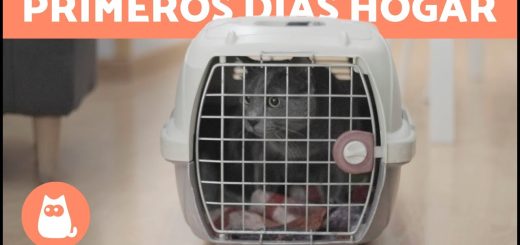Adopción y transiciones: Preparando el hogar para la llegada del nuevo miembro